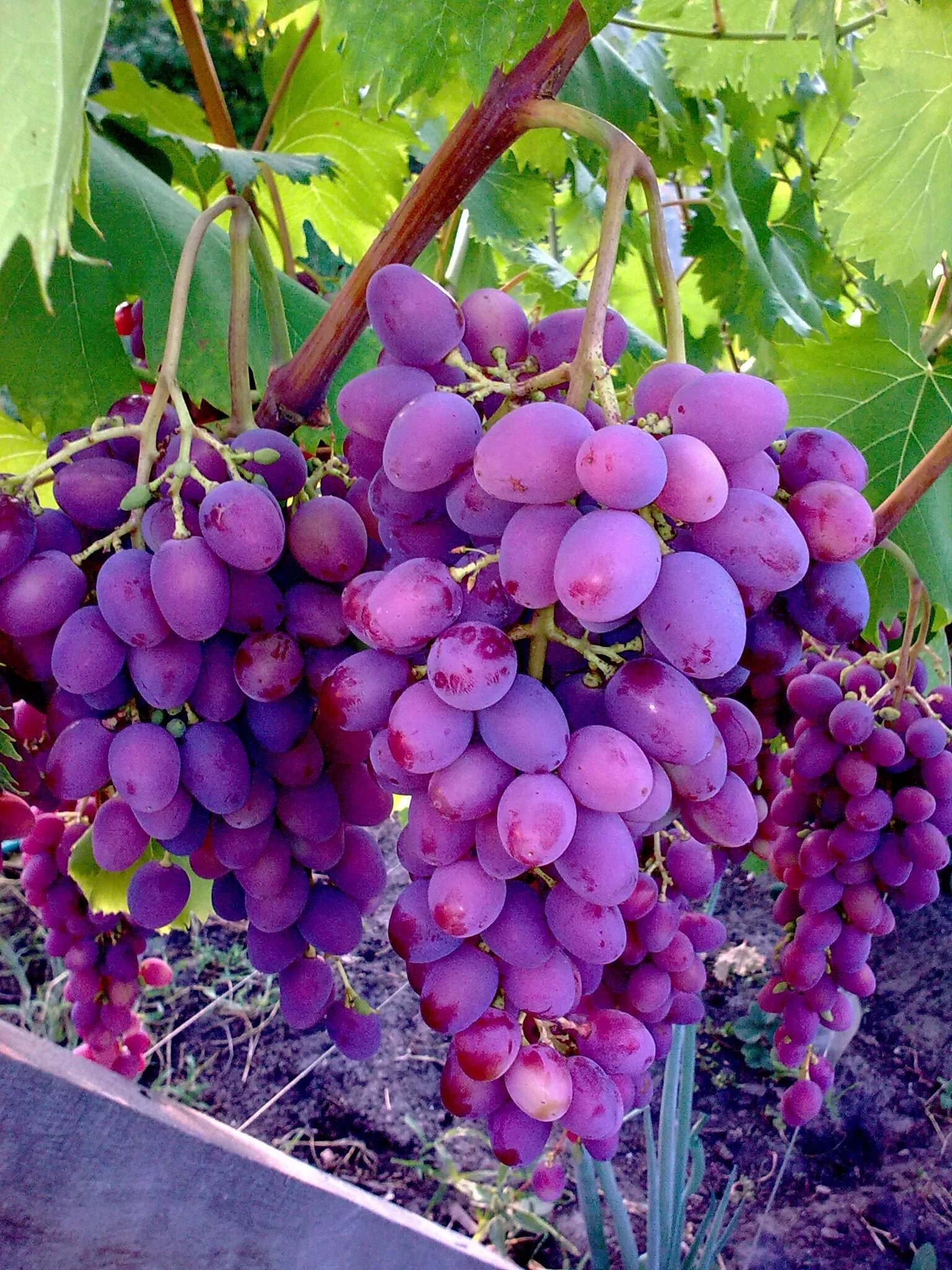 Growing grapes from a seed and growing grapes graveyard keeper. Growing grapes, 