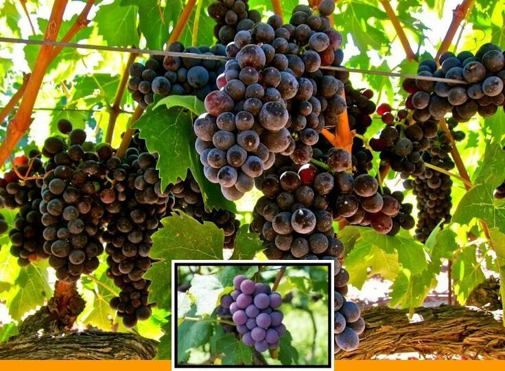 Покажи фото винограда Growing grapes from a seed and growing grapes graveyard keeper. Growing grapes, 