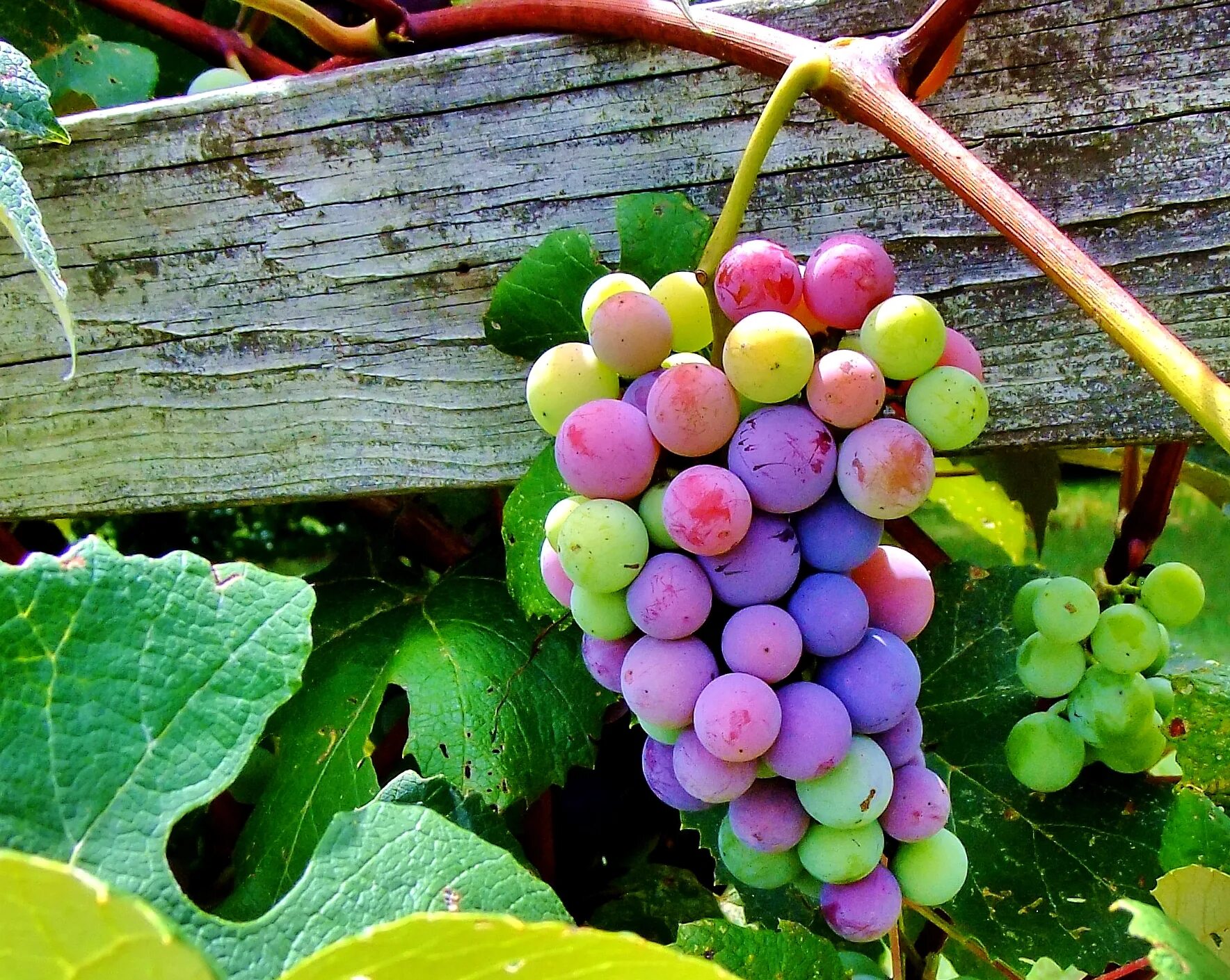 Покажи фото винограда Wallpaper : food, garden, vines, Grape, cluster, color, explore, explored, me2yo