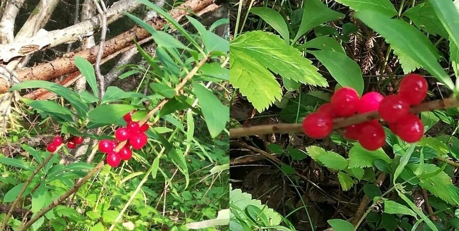 Покажи фото волчьей ягоды Любуемся и проходим мимо": В Мурманской области созрели ягоды ядовитого волчьего