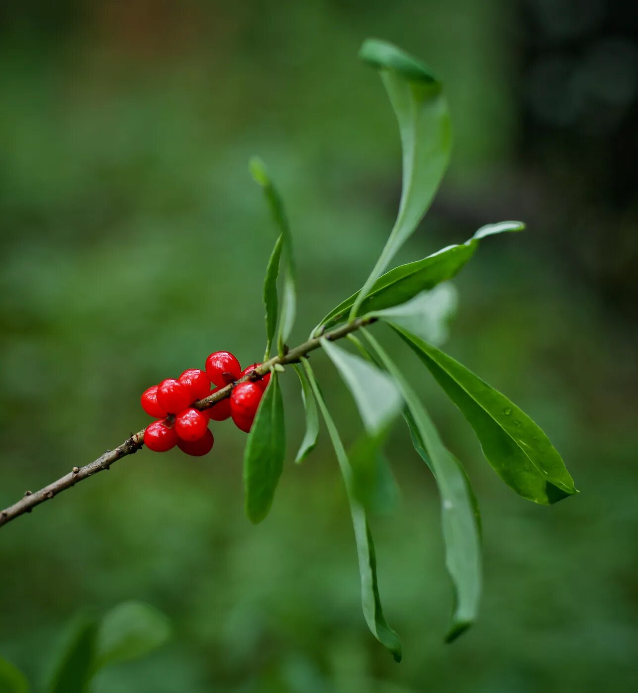 Покажи фото волчьей ягоды Daphne mezereum - Image of an specimen - Plantarium