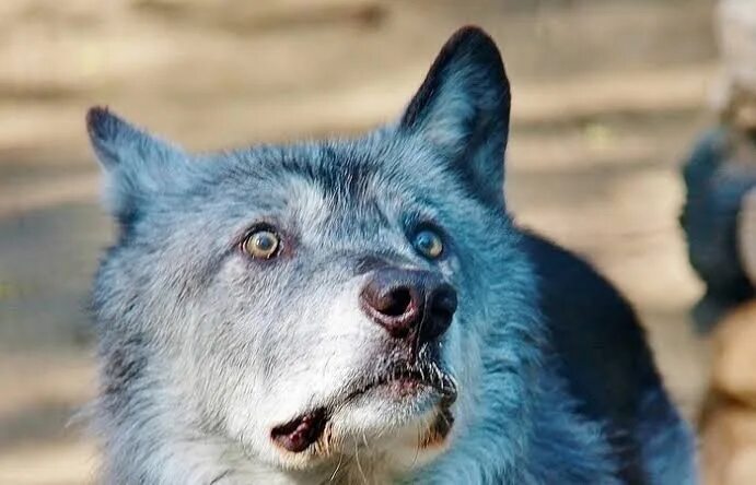 Покажи фото волка Wolf Only when he is hungry, Toothless snaps. If it is good, it is natural... 20