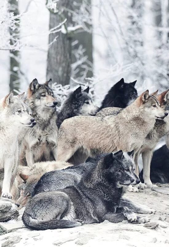 Покажи фото волка Pin by Hannah Blum-Oeste on Wolves Wolf photos, Beautiful wolves, Wild wolf