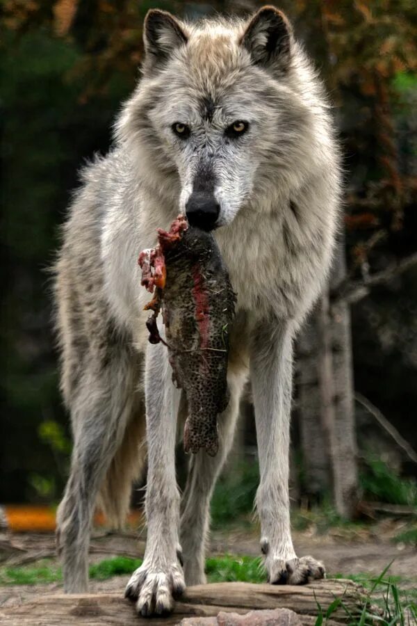 Покажи фото волка The Heart Of Wolves - her-wolf: Werewolf? There wolf! by Dario Bosi Wolf dog, Be