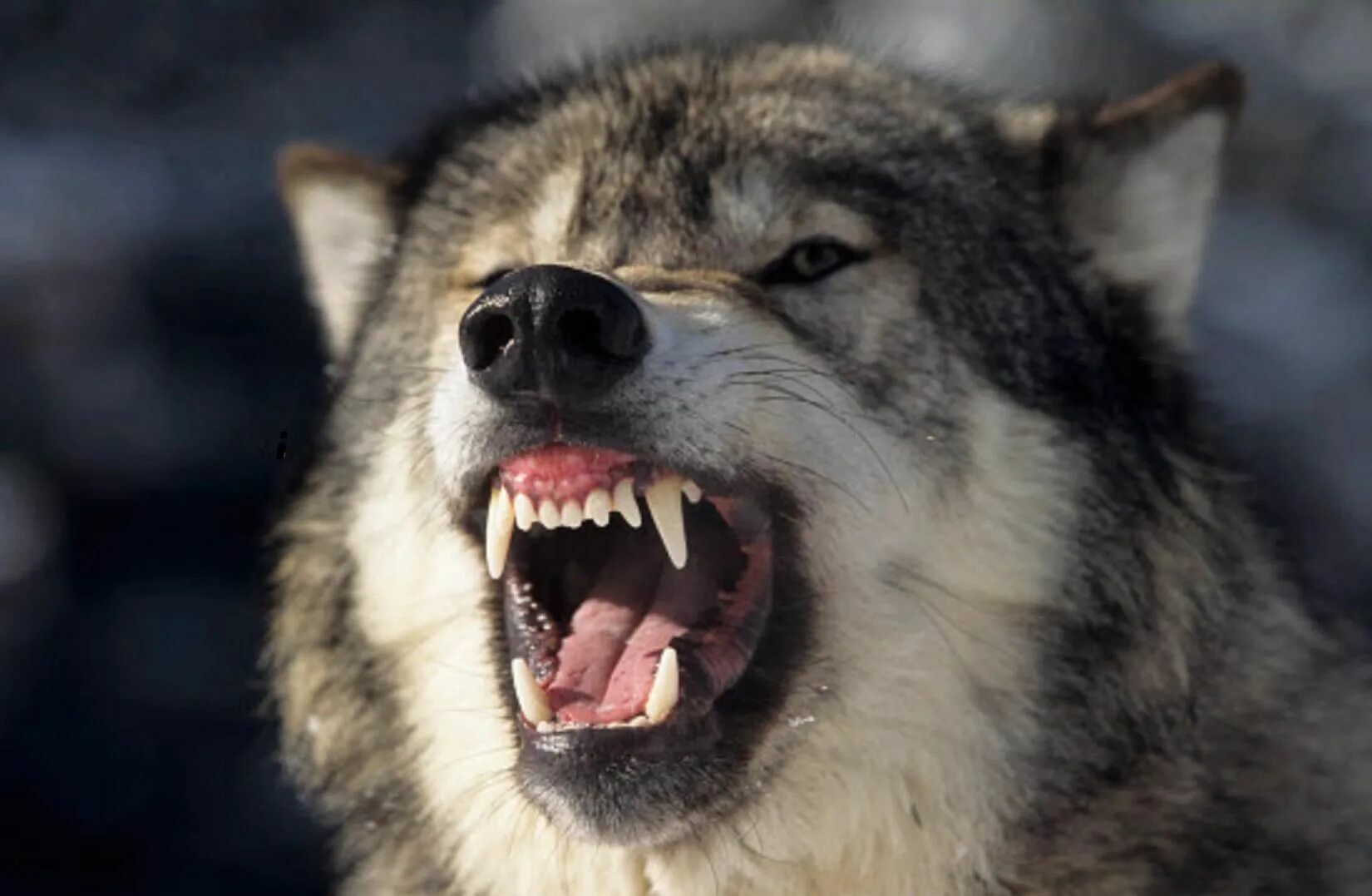 Покажи фото волка Grrrr.... Grey wolf, Wolf dog, Dogs