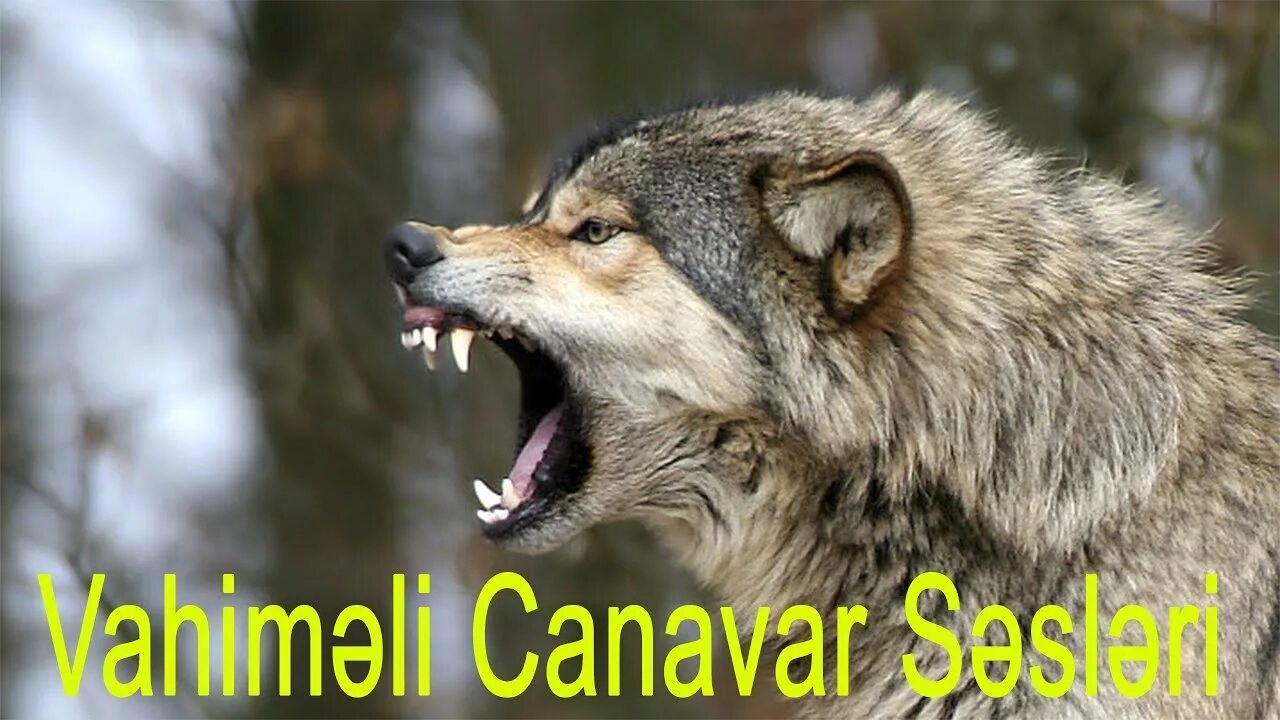 Покажи фото волка Dünyanın ən Qorxulu 10 Canavar Ulaması ( Kurt sesi ) ( Wolf howl ) - YouTube