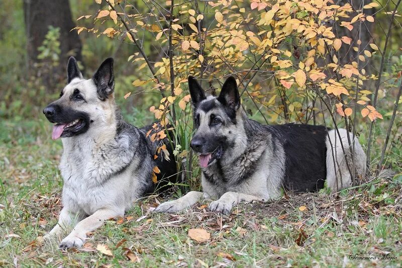 Покажи фото восточно европейской овчарки ВОСТОЧНОЕВРОПЕЙСКАЯ ОВЧАРКА. Щенки восточноевропейской овчарки