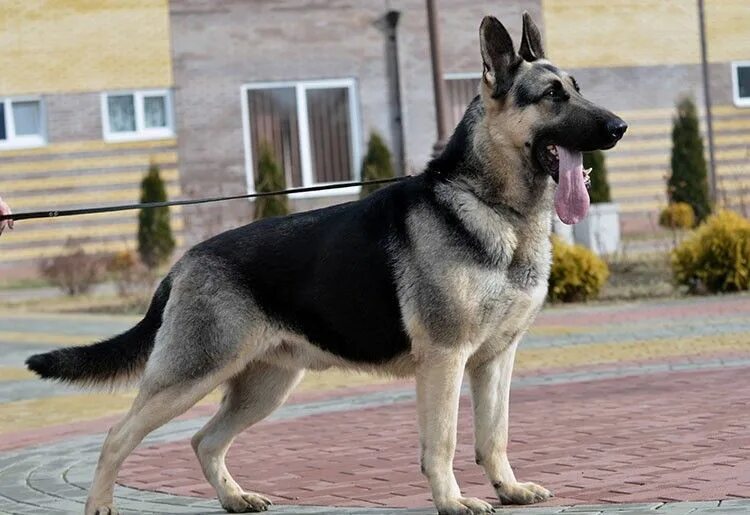 Покажи фото восточно европейской овчарки German Shepherd Dog on Leash Working Dogs