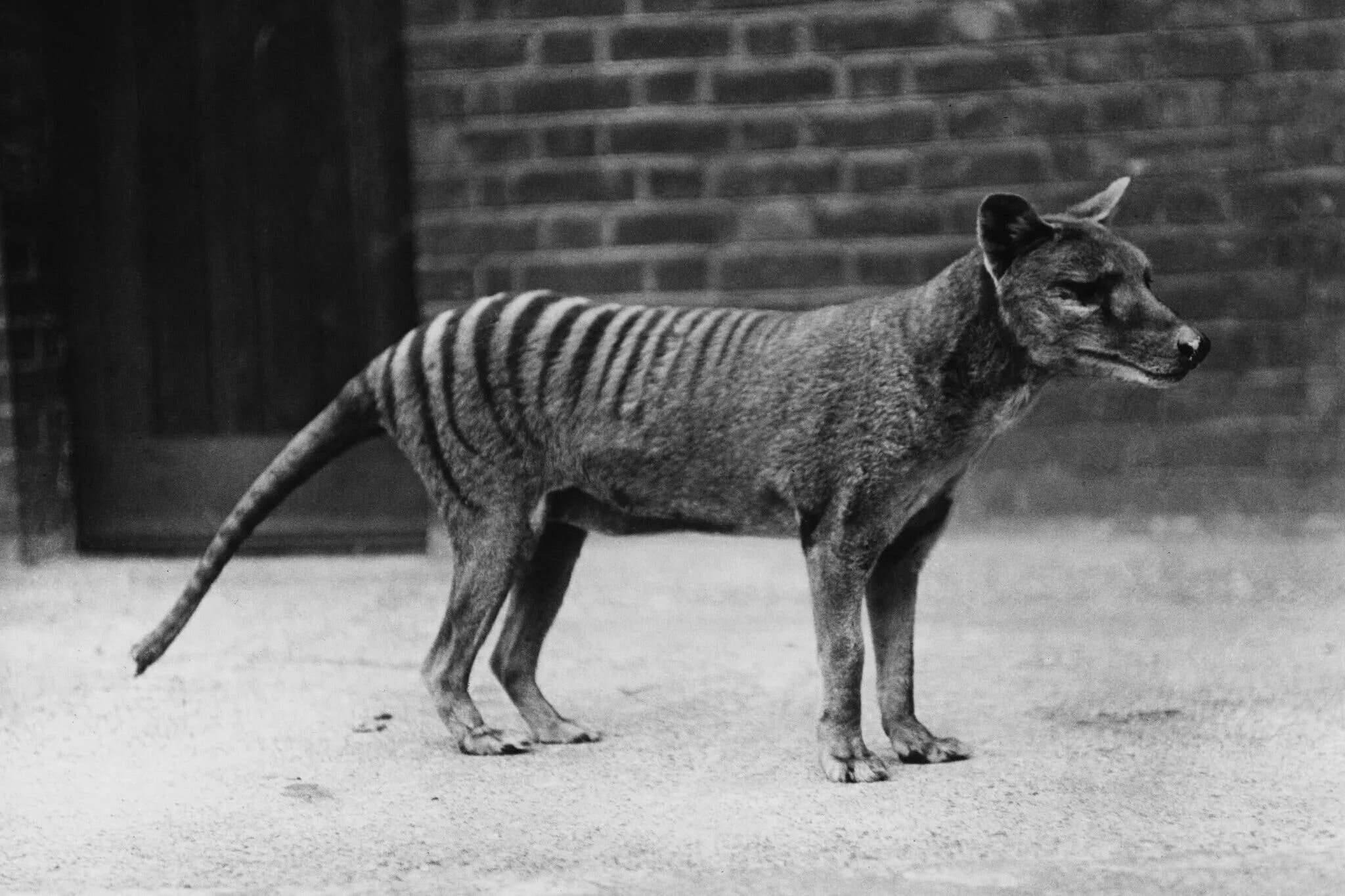 Покажи фото вымерших животных Tasmanian Tigers Are Extinct. Why Do People Keep Seeing Them? - The New York Tim