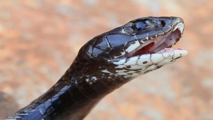 Покажи фото ядовитой змеи Colorful snakes, Scary dogs, Snake