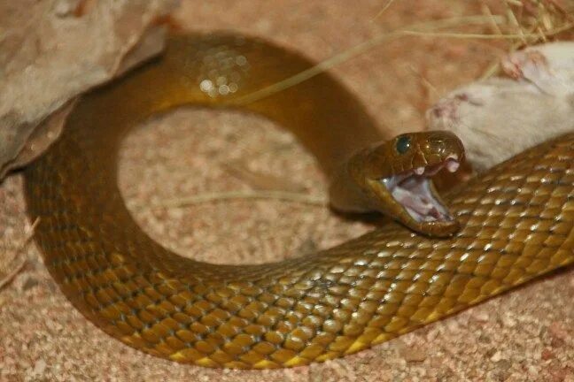 Покажи фото ядовитой змеи The 10 Most Poisonous Snakes in The World Poisonous animals, Inland taipan, Veno