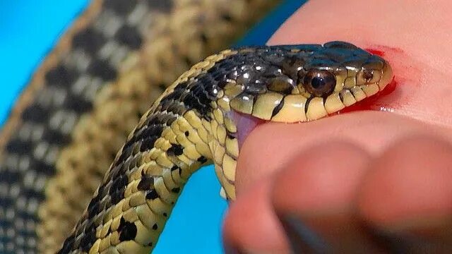 Покажи фото ядовитой змеи Yılanlar Hakkında Bilmediğiniz 15 Şey - Eğitim - Nijerya Snake photos, Health fa