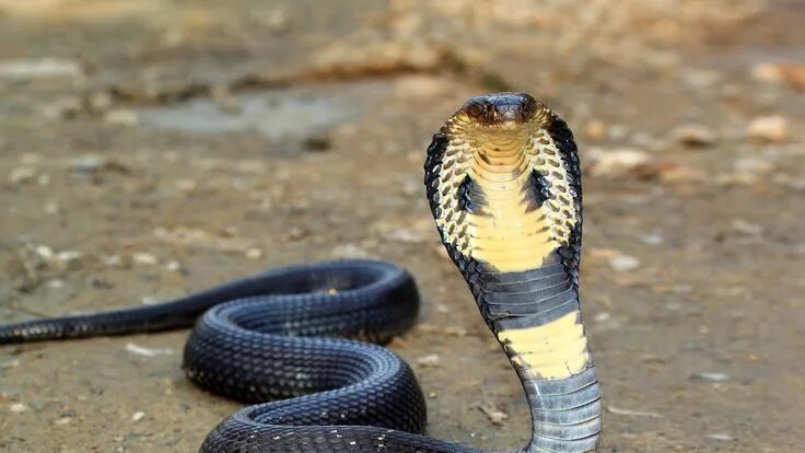 Покажи фото ядовитой змеи King cobra with head upright on brown dirt ground Venin de serpent, Beaux serpen