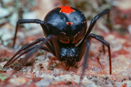 Покажи фото ядовитых пауков Redback Spider Зображення - огляд 909 Стокові фото, векторні зображення й відео 