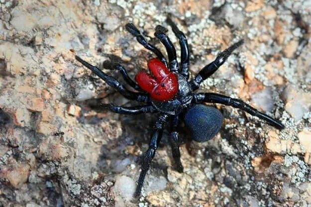 Покажи фото ядовитых пауков The 11 Most Common (And Deadly) Spiders In The U.S. Spider, Spiders in australia