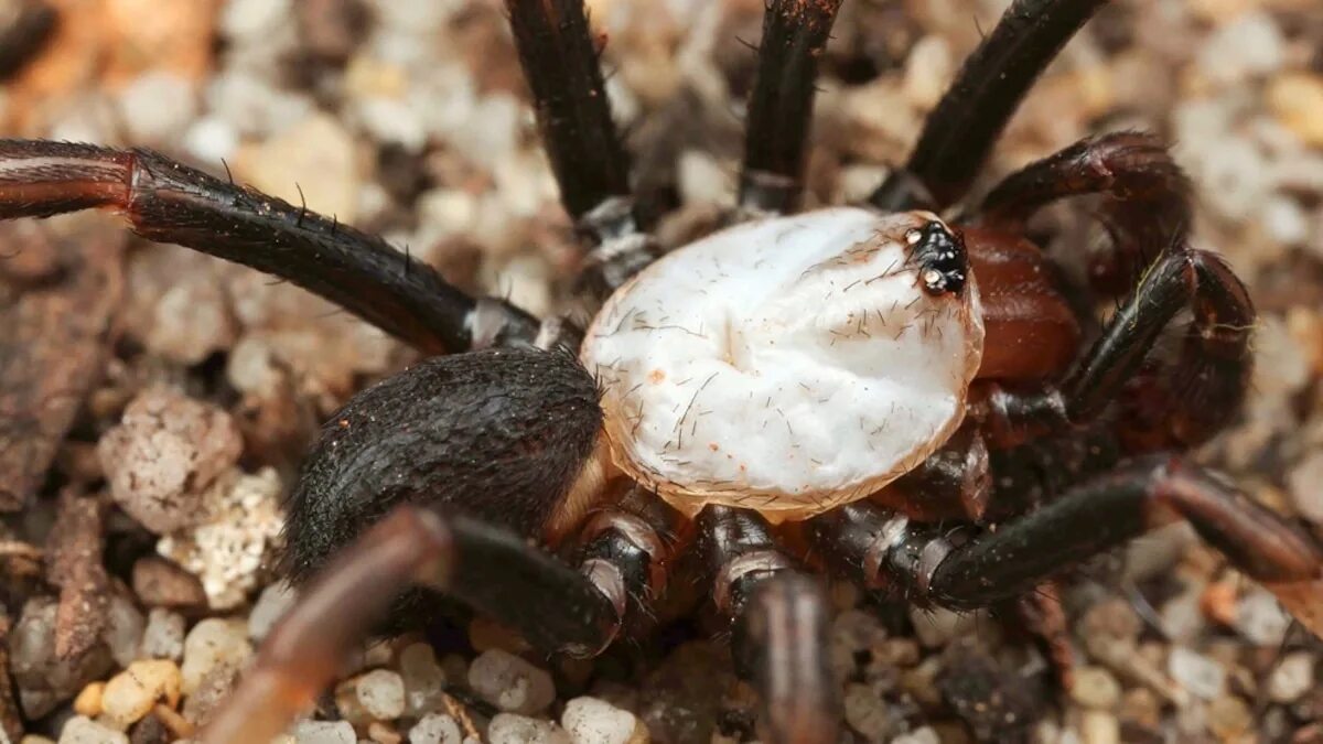 Покажи фото ядовитых пауков New "Albino" Spider Found in Australia