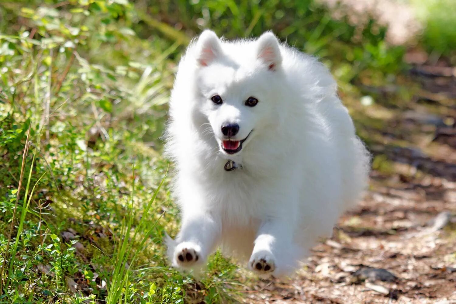 Покажи фото японского шпица Best Dog Food For Japanese Spitz Shop xn--h1aahyg1df.xn--p1ai