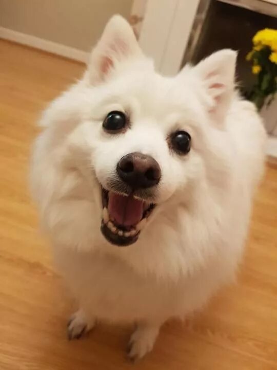 Покажи фото японского шпица Suki just wanted to say hi, now keep scrolling. - aww Japanese spitz, Cute dogs,