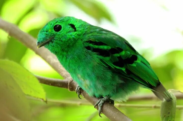 Покажи фото зеленого The Green broadbill, native to Borneo, Sumatra, southwest Thailand, and the Mala