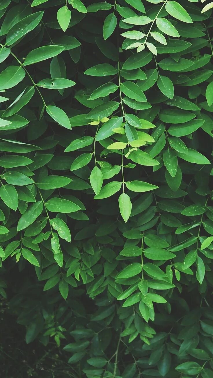 Покажи фото зеленого ¦ leaf wallpaper ¦ Green aesthetic, Green wallpaper, Green nature