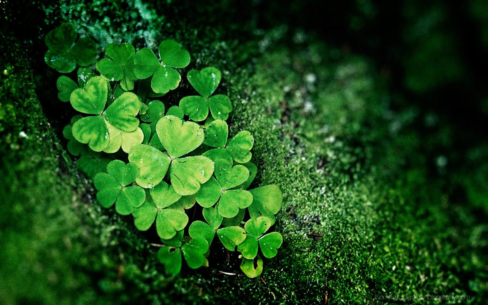 Покажи фото зеленого Shamrocks! This is by photographer Thomas Fitzgerald. Grün, Stimmung