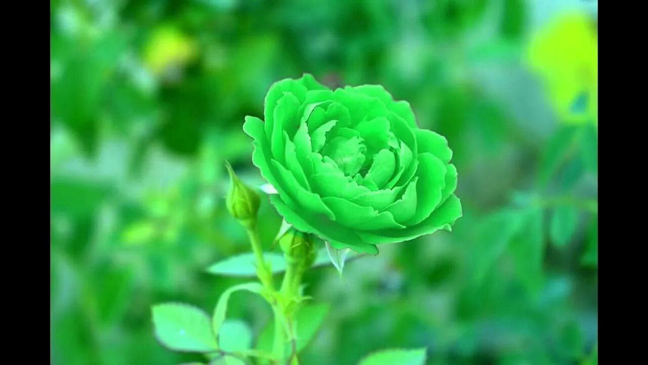 Покажи фото зеленого цвета Fresh & Beautiful Green Roses - YouTube