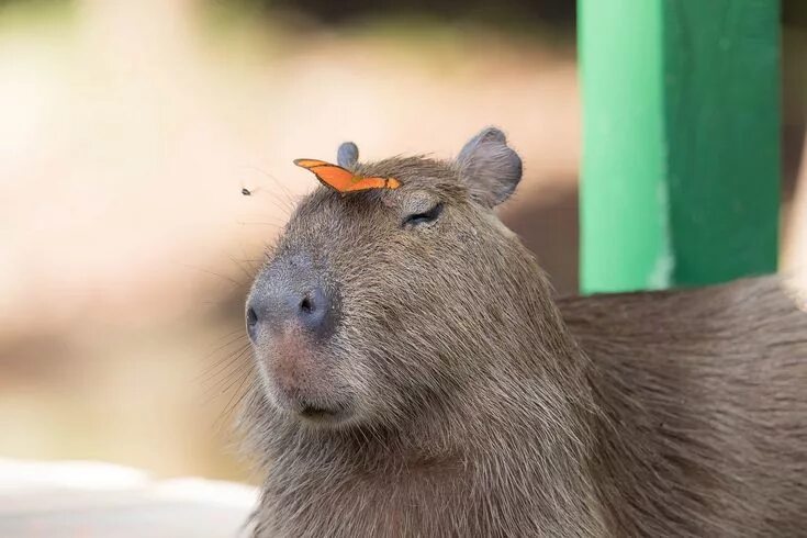 Покажи фото животного капибара Everyone dreamed to have an orange butterfly as friend Capybara, Baby capybara, 