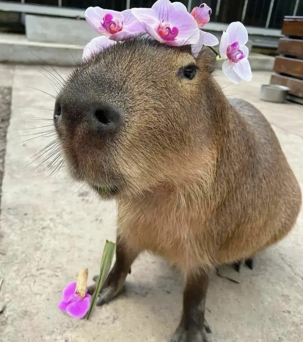 Покажи фото животного капибара capybara flowercrown Capybara, Baby capybara, Cute little animals