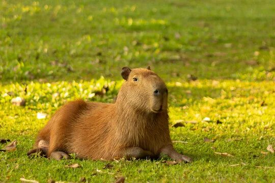 Покажи фото животного капибара "Capybara Isolated" Изображения: просматривайте стоковые фотографии, векторные и