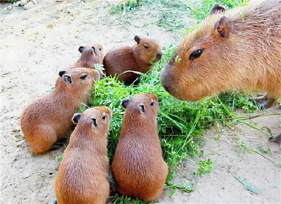 Покажи фото животного капибара 39 idee su Capibara animali, cuccioli, roditori