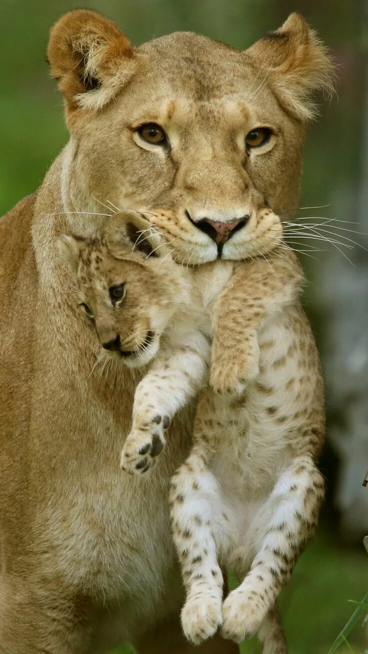 Покажи фото животных newborn-kings-of-beasts-03 Baby animals, Animals wild, Wild cats