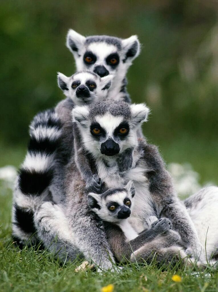 Покажи фото животных Primati/Lemure dalla coda ad anelli(o Lemure Catta o Katta- Lemur Catta): Animal