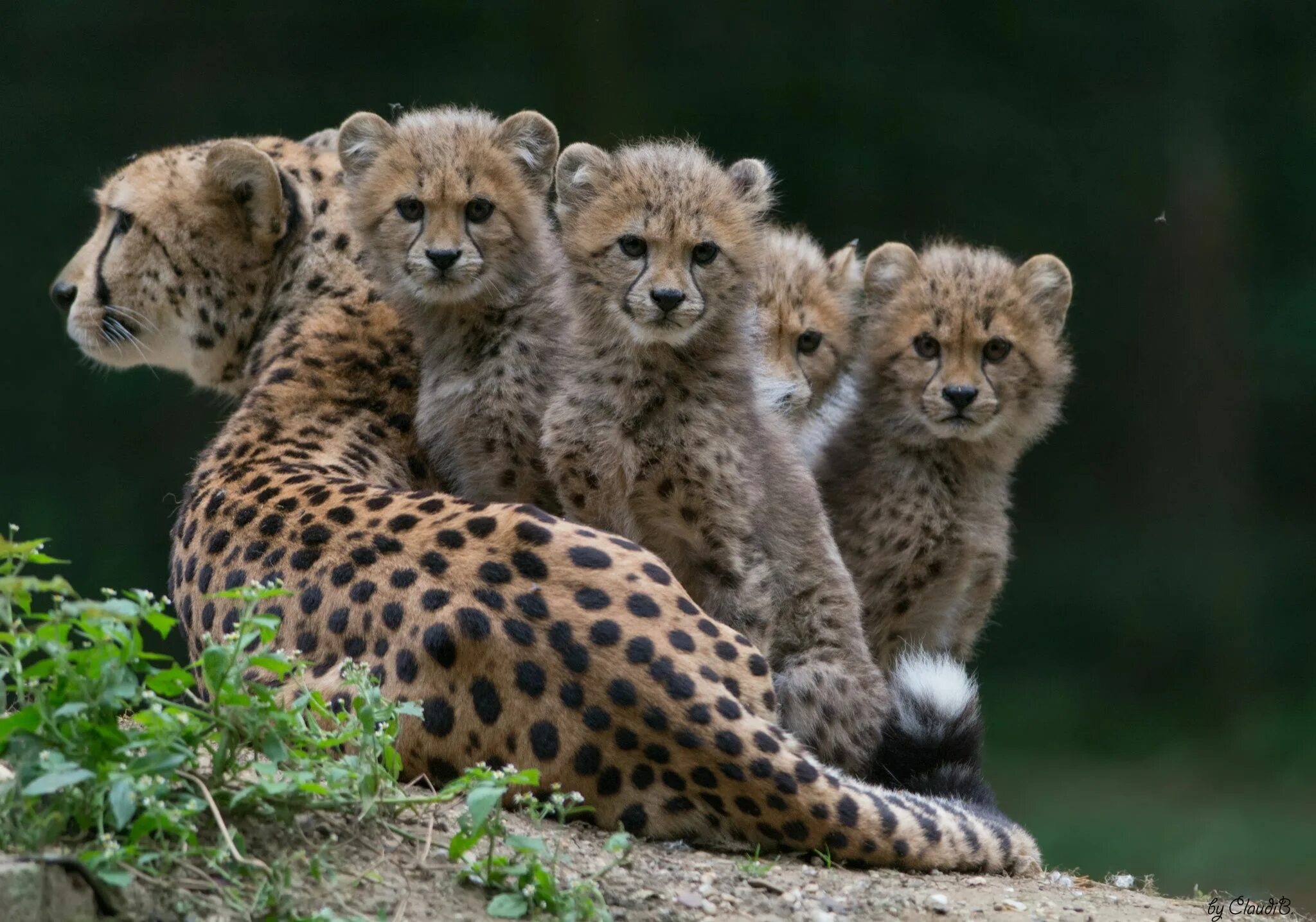 Покажи фото животных Mother Love .... Cute animals, Animals beautiful, Animals