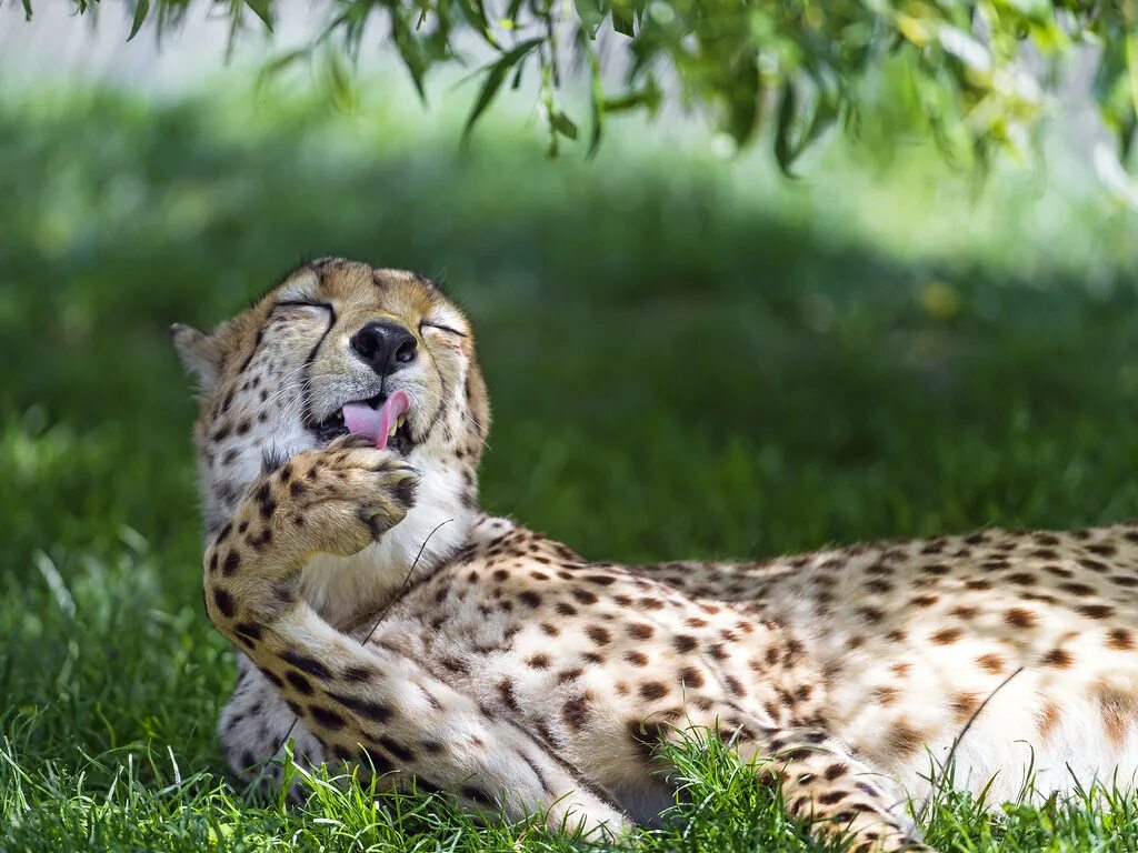 Покажи фото животных Funny grooming cheetah One of the cheetah (Max or Moritz) . Flickr