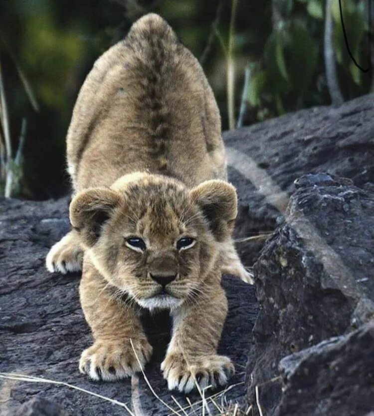 Покажи фото животных Pin on Rare animals