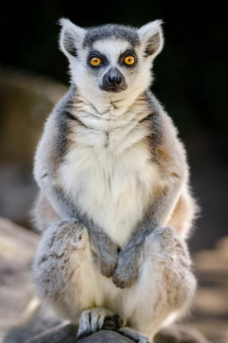 Покажи фото животных lemur Lemur, Cute baby animals, Animals