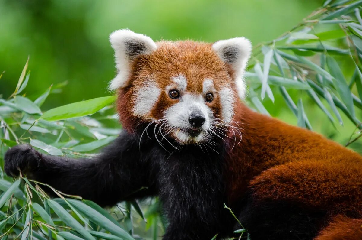 Покажи фото животных из красной книги Free Images : bokeh, animal, wildlife, zoo, mammal, fauna, red panda, whiskers, 