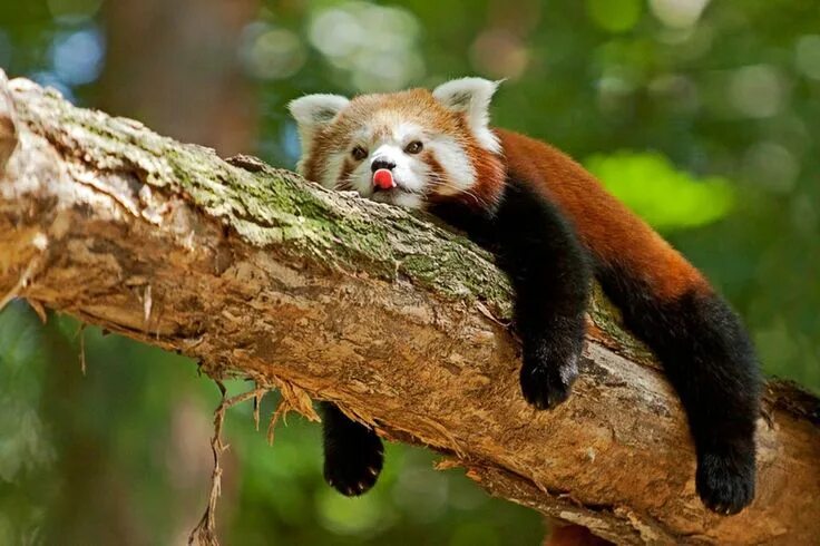 Покажи фото животных из красной книги красная панда Red panda, Red panda cute, Animals beautiful