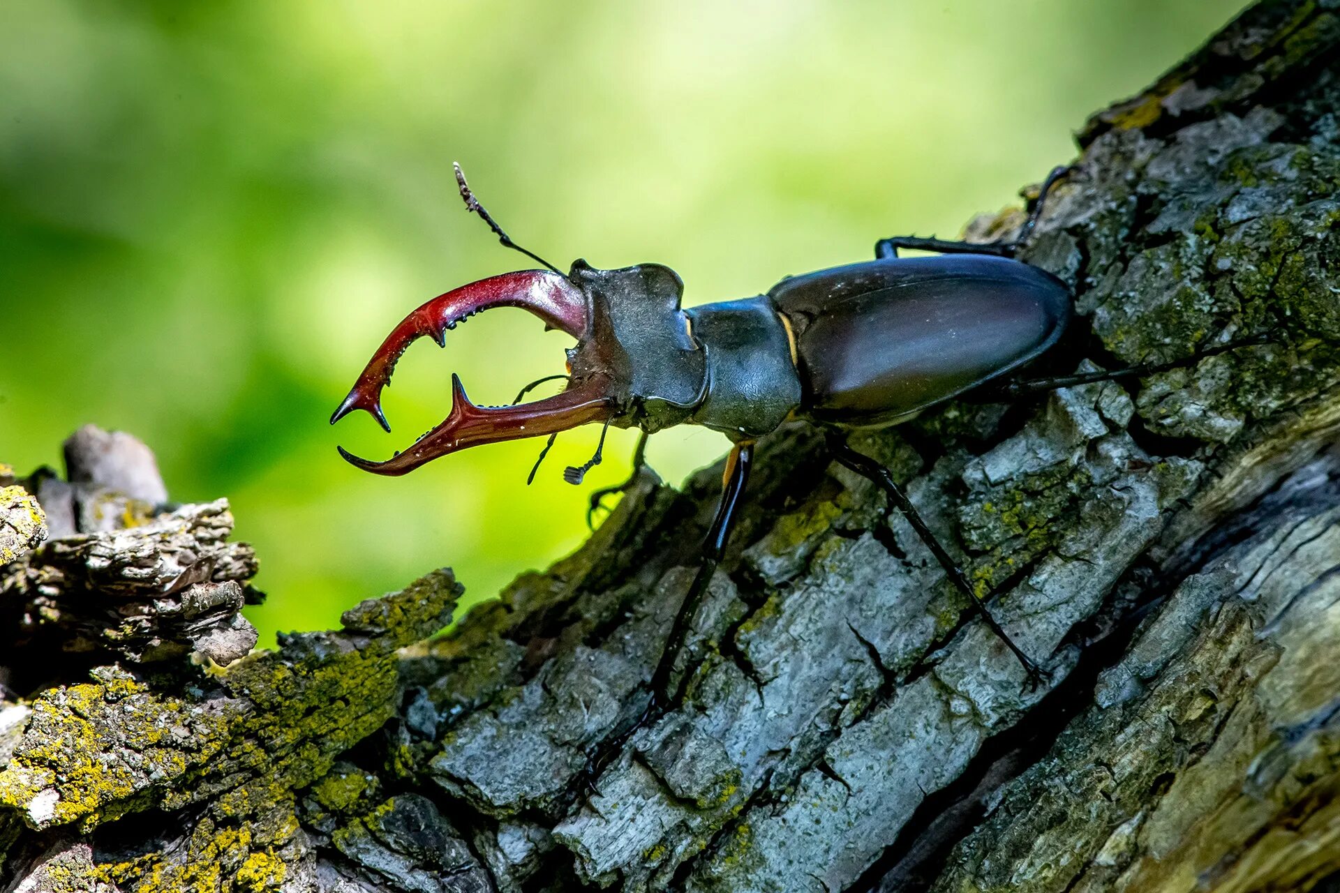 Покажи фото жук олень The stag beetle :: Behance