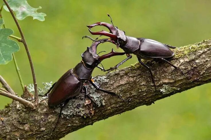 Покажи фото жук олень Pin on Insects