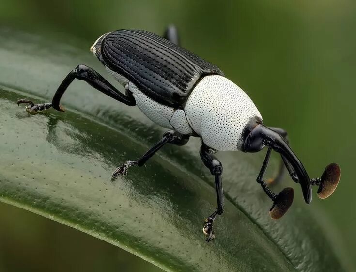 Покажи фото жука Black & White Weevil - Cercidocerus albicollis Photo Credi Weird insects, Weevil