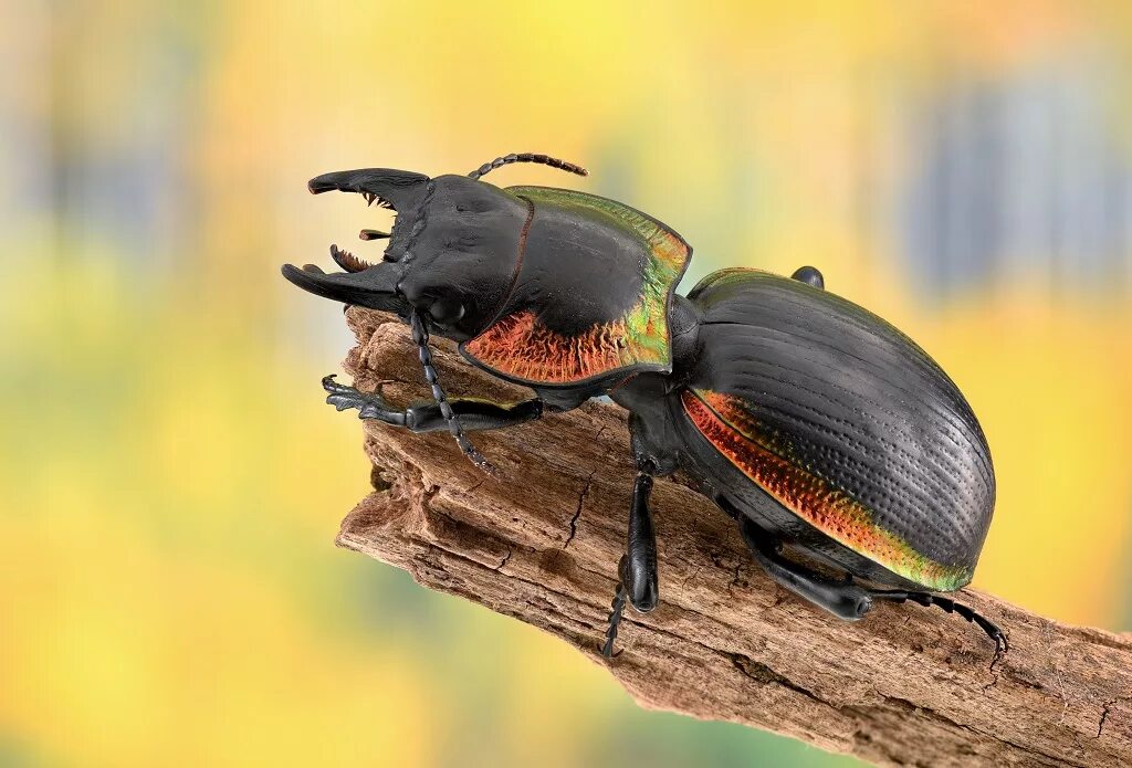 Покажи фото жука Stacks of Beetles and a Wasp - www.photomacrography.net