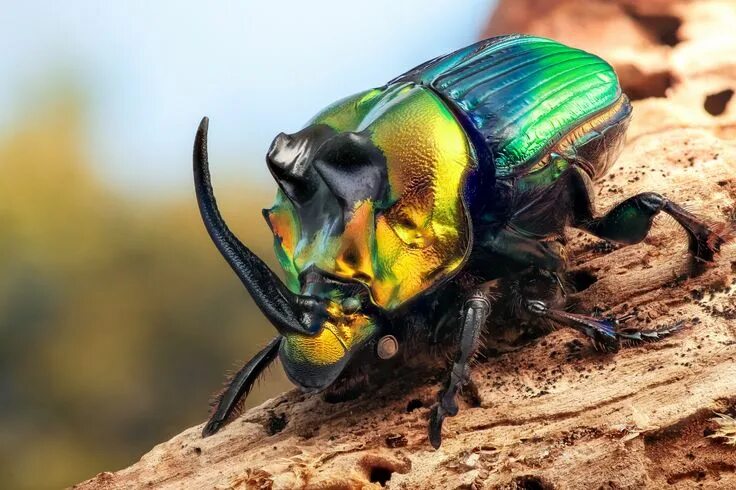 Покажи фото жука Imperator Rhino beetle, Insects, Beetle insect