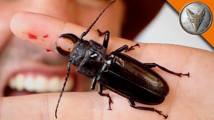 Покажи фото жука Картинки по запросу жук Stag beetle, Beetle, Rhino beetle