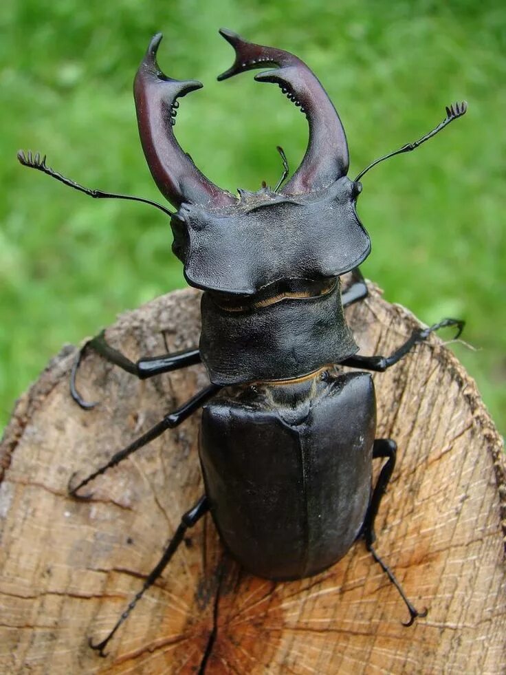 Покажи фото жука Пин от пользователя ShaoChun на доске 00_Arthropoda Жуки, Кошачий дизайн, Членис