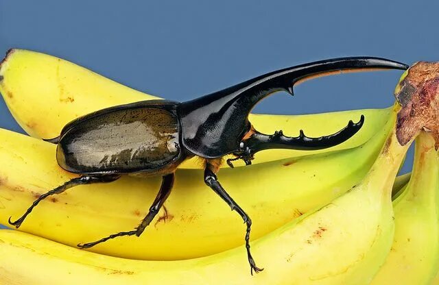 Покажи фото жука геркулеса Huge Dynastes Hercules - Rhinoceros Beetle Beetle, Hercules beetle, Rhinoceros