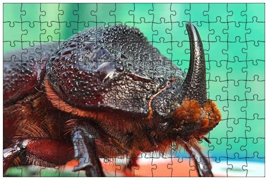 Покажи фото жука носорога Магнитный пазл 27x18см."Жук- носорог, жук, жук" на холодильник - Пазлы - купить 