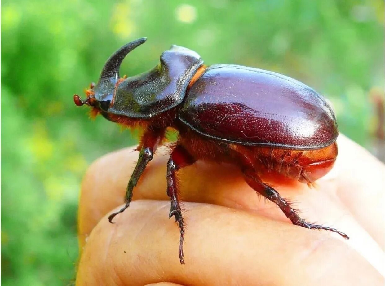 Покажи фото жука носорога Oryctes nasicornis В продаже имаго природники Есть самцы и самки Бронь!.. 2023 Д