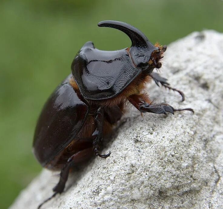 Покажи фото жука носорога НОСОРОГИ. Beetle insect, Rhino beetle, Animal drawings