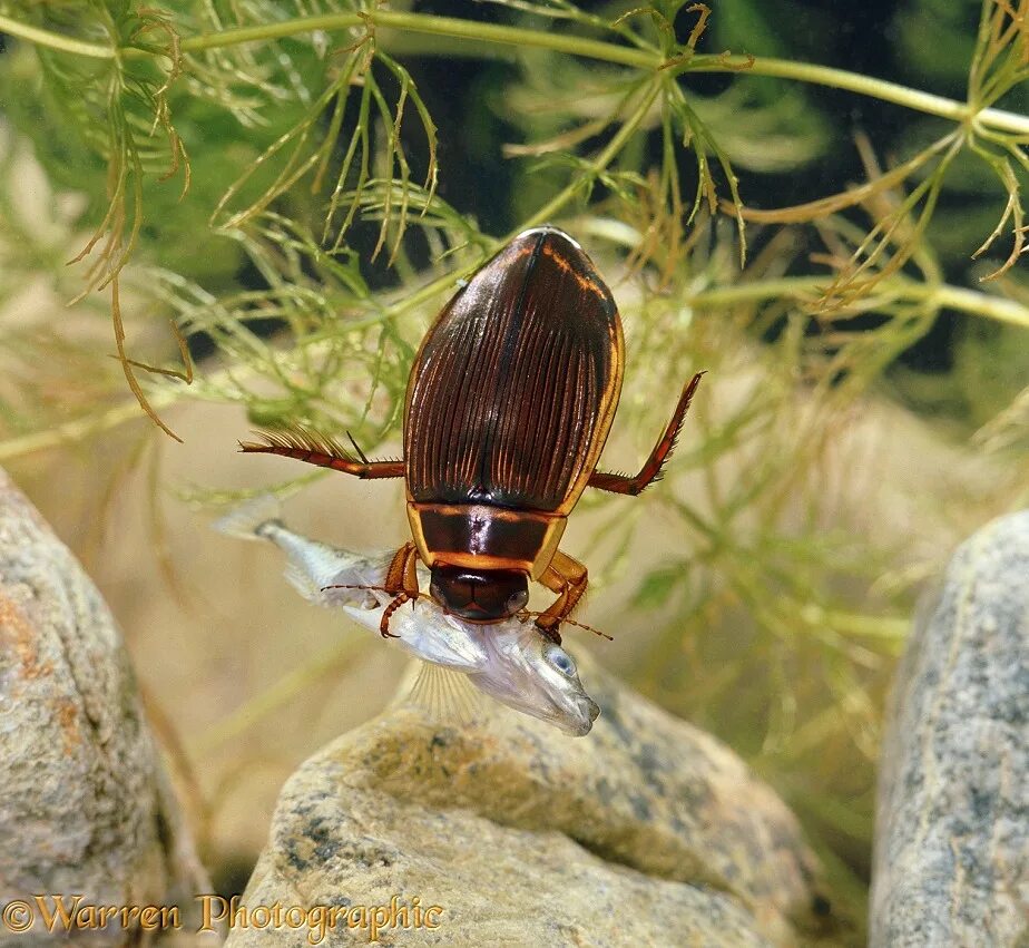 Покажи фото жука плавунца Great Diving Beetle feeding on stickleback photo WP10981